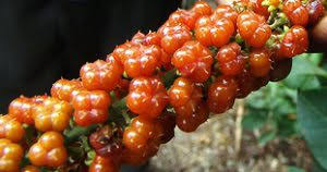 Image result for Phytolacca dodecandra