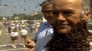 Man wears beard of bees — does he get stung?