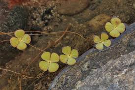 Image result for Marsilea vera