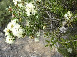 Image result for Melaleuca sp. A (Biegel 5741)