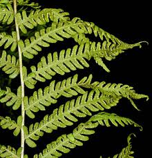 Image result for Amauropelta