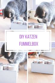 Pin Auf Katzen Haltung Gesundheit
