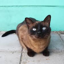 I did some research to see if siamese cats truly have an aggressive personality or if they are simply misunderstood. 7 Fascinating Facts About Siamese Cats