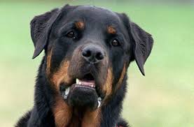 Ein teil dieser mischlinge wird. Blaulicht Aus Der Region Stuttgart Rottweiler Beisst Mischling Tot Region Stuttgarter Zeitung