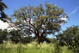 Image result for Tricliceras longepedunculatum