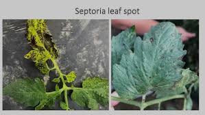 Image result for Septoria leaf spot of tomato