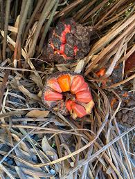 Image result for Cydia cornucopiae