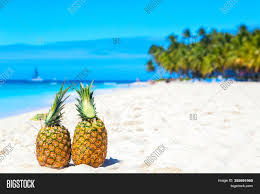 Pina colada on the beach loop long. Tropical Pineapples Image Photo Free Trial Bigstock