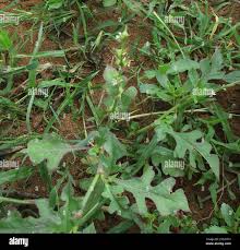 Image result for Oxygonum