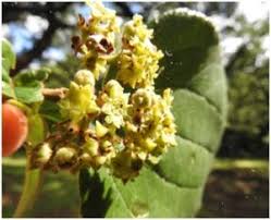 Image result for Cordia mukuensis