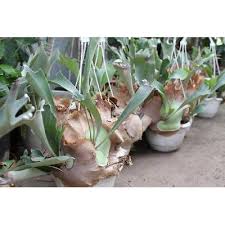 Image result for parožnatka Platycerium