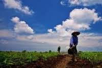 Informasi Terbaru Contoh Puisi Petani