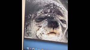 Hey Siri How To Say Seal In French Youtube In 2021 Funny Texts Jokes Funny Puns Dancing Cat