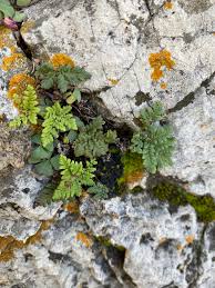 Image result for Cheilanthes multifida