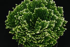 Image result for Selaginella mittenii