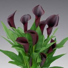 Image result for Zantedeschia