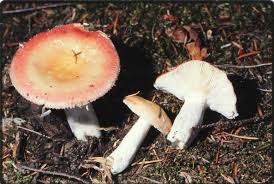 Image result for Russula polyphylla