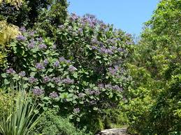 Image result for Wigandia urens