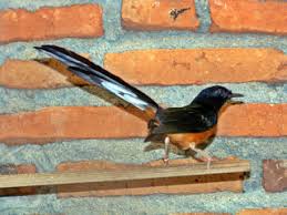 Tempat jual murai batu anakan. Ciri Ciri Murai Batu Aceh Atau Lahat