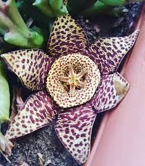 Some gasterias bloom in february, like this gasteria glomerata (left); Sara Hallen On Instagram Portfairy Australia Victoria Cactus Plant Bloom Flowerstagram Flowers Plants Gorgeous Garden Bloom Instagram Posts Cactus
