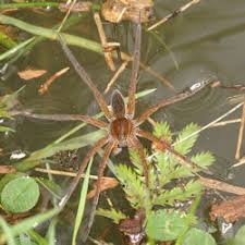 We did not find results for: Spiders Of North West Europe Identify Information And Pictures