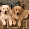 Southern california golden retriever rescue's adoption process. 1