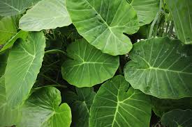 Planting elephant ear plant in koi pond. Floating Plants Create A Thriving Eco System In Your Water Tank