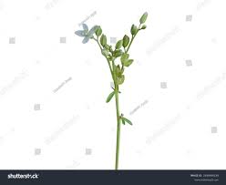 Image result for Hypertelis cerviana