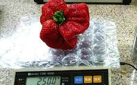 We did not find results for: Giant Strawberry In Japan Breaks The Uk S World Record