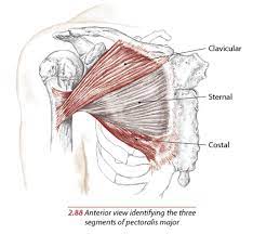This muscle originates from the anterior. Understanding And Training Pectoralis Major