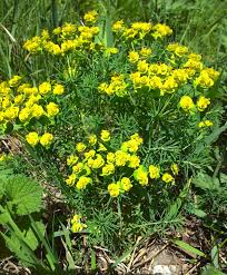 Image result for Euphorbia schimperiana