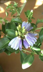 Image result for Sclerochiton