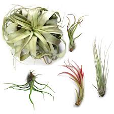 Ctsairplants is the best site for air plants for sales online. Sale Large Air Plant Variety 10 15 Or 20 Big Plants 40 Off Air Plant Supply Co