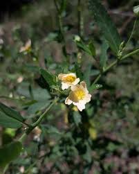 Image result for Sida spinosa