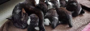 Weekly Kitten Development Timeline Hill S Pet