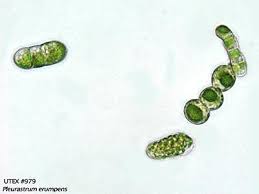 Image result for Urelytrum