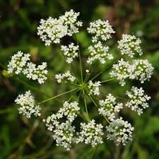 Image result for Pimpinella sp. A. of FZ 4: 594