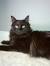 Bombay Black Cat Breeds