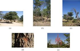 Image result for Pseudolachnostylis maprouneifolia