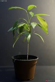 10 Fruits Tropicaux Manges 10 Plantes Tropicales A Faire Pousser Sweet Random Science Fruits Tropicaux Plantes Tropicales Planter Des Graines