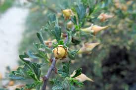 Image result for Polystachya tridentata
