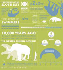 Happy International Sloth Day Two Toed Sloth Sloth Sloth Facts