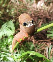 Has announced that it will be increasing its dividend on the 20th of august to us$1.11.this will take the dividend yield to an attractive 1.9%, providing a nice boost. Bizarre Caterpillar Of The Pink Underwing Moth Shocks Internet By Resembling A Skull Daily Mail Online