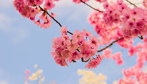 The color purple is the color of royalty and wealth. Sakura Flower Meaning Symbolism And Colors