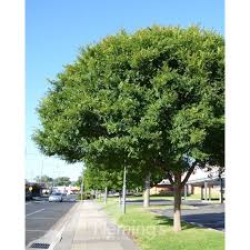 Image result for Ulmus parvifolia