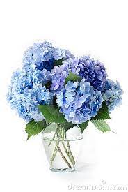 Blue Hydrangeas Blue Hydrangea Flowers Blue Hydrangea Bouquet Hydrangea Vase