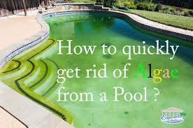 How To Treat And Remove Pool Algae A Guide Pool Cleaning In Cypress Esposito Pools A Single Stop Solu Pool Algae Swimming Pool Maintenance Green Pool Water