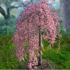 **if you would like to be added to the pink weeping peach tree waitlist please live chat or email us** produced in the early 1990s, the prunus persica pink cascade variety is a completely ornamental peach tree with desirable hot pink double flowers that line the branches starting in early spring. Color My World Beautiful Weeping Cherry Weeping Cherry Tree Plants