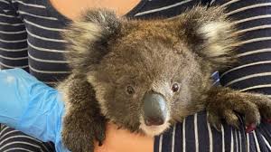 We did not find results for: Australia Wildfires More Than Half Of Kangaroo Island S 60 000 Koalas Killed In Blaze Itv News