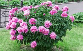 If you wait any later than that and your peonies may not have a chance to really do well. What Side Of House To Plant Peonies Explained